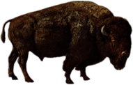 Large Bison