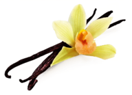 Vanilla Flower Beans