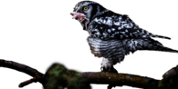 Owl With Catch In Mouth