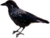 Starling