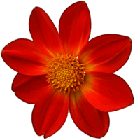 Dahlia Orange