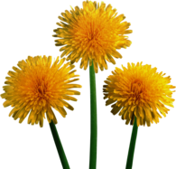 Dandelion Trio