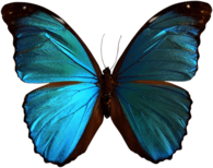 Blue Brown Butterfly