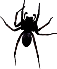 Large Black Spider