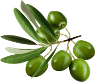 Green Olives On Branch
