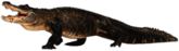 Caiman Full Body