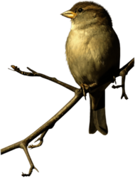 Sparrow On Double Branche