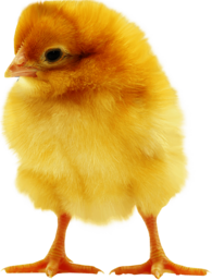 Fluffy Yellow Chick