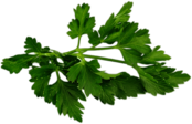 Chervil