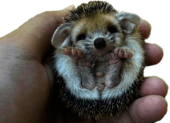 Hedgehog Flipped Over