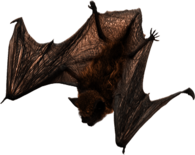 Bat Flying Down