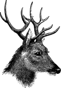 Vintage Deer Head