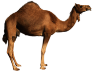 Dromedary Sideview