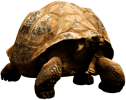 Giant Tortoise