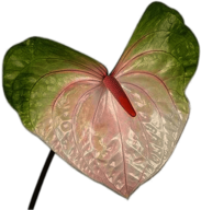 Anthurium Flower