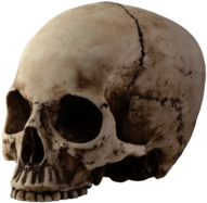 Skull Sideview