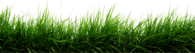 Line Of Grass