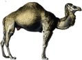 Dromedary Illustration