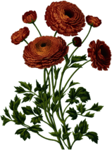 Bouquet Of Vintage Red Flowers - Illustration