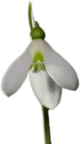 Snowdrop