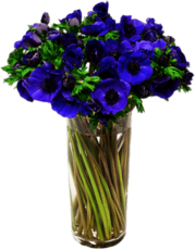 Vase Of Purple Anemones