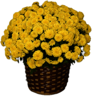 Potted Yellow Chrysanthemum