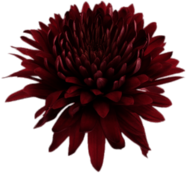 Deep Red Chrysanthemum