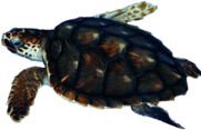 Sea Turtle