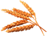 Spikes Of Wheat