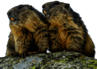 Couple Of Groundhogs