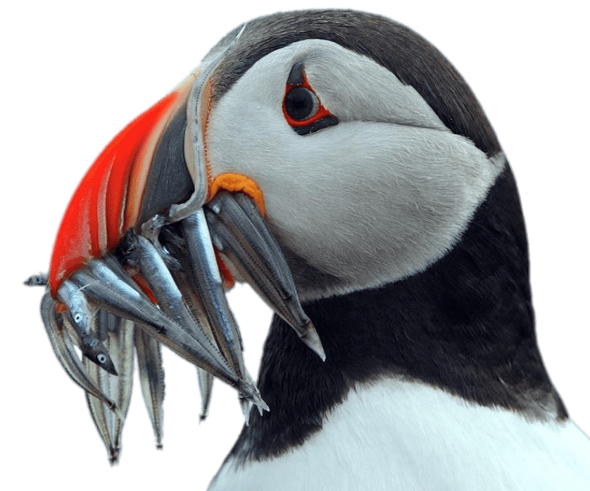Puffin Holding Fish In His Beak