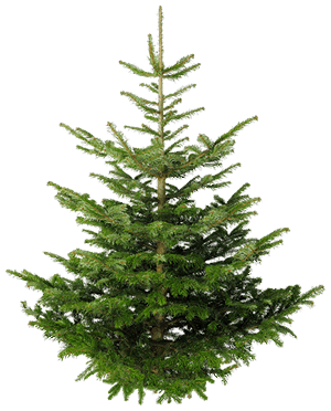 Isolated Fir Tree