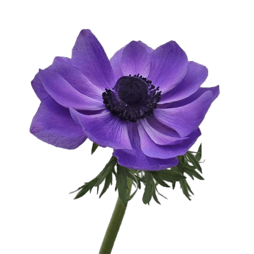 Single Anemone
