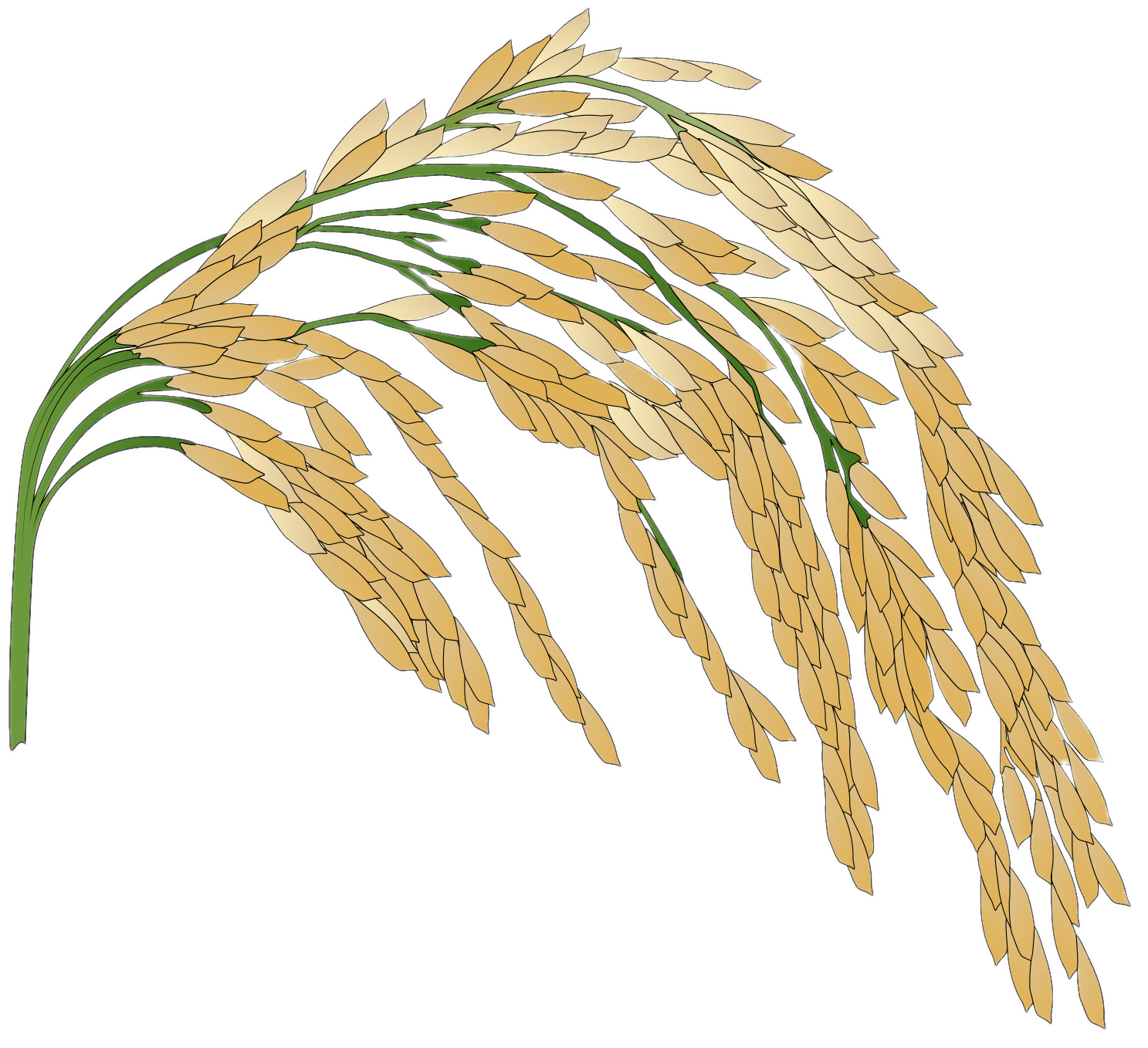 Rice Plant Illustration