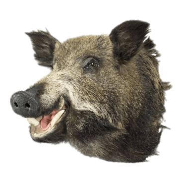 Boar Head