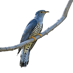 Cuckoo on A Branch