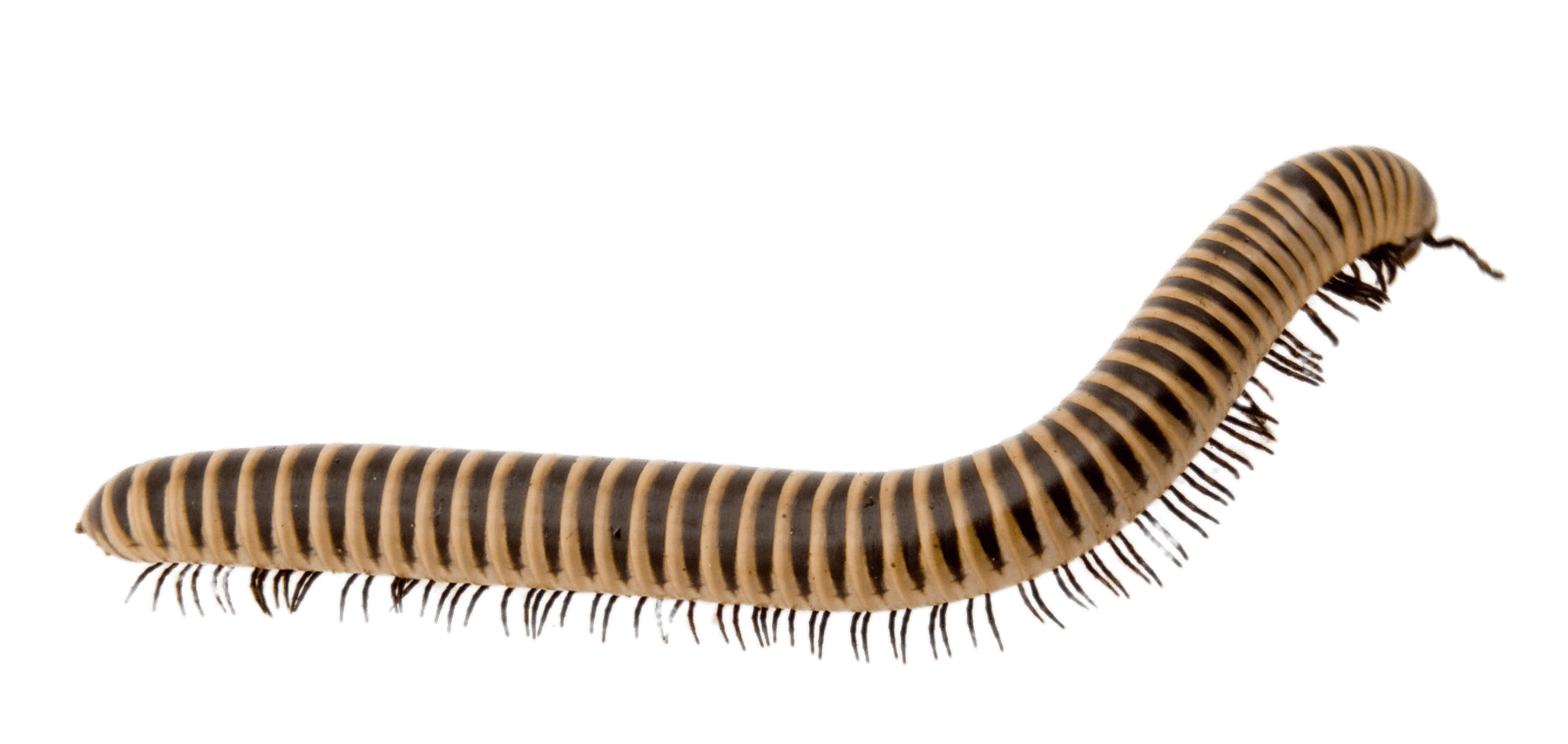 Light Brown Millipede