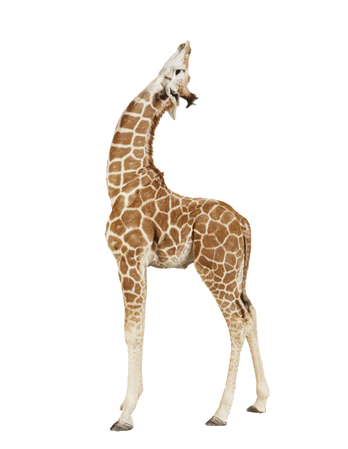Giraffe Up