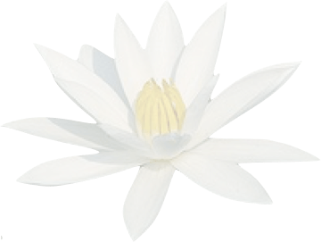 Translucid Water Lily