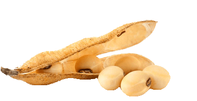 Soy Beans and Pod