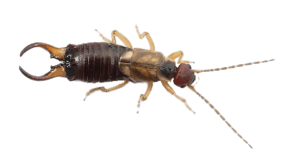 Earwig Top View