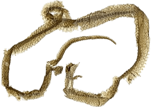 Snakeskin