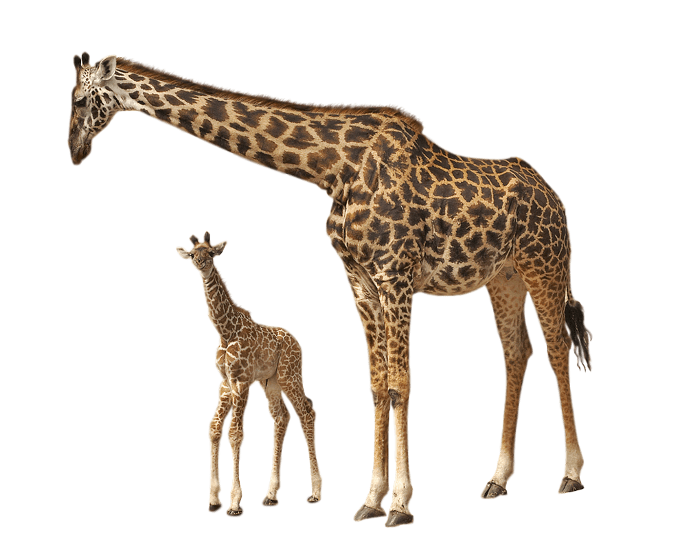 Giraffe Baby