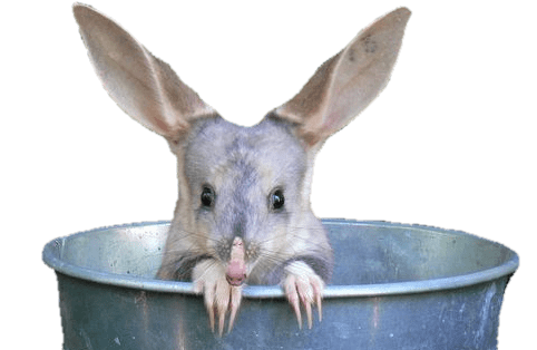 Bilby In A Bucket