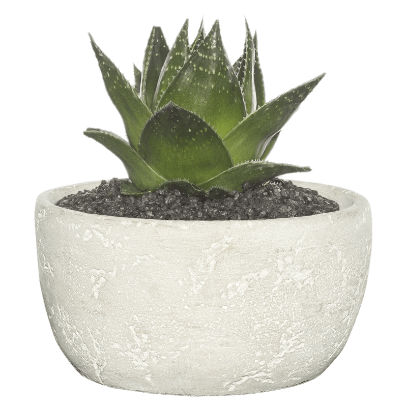 Succulent In Cement Bowl