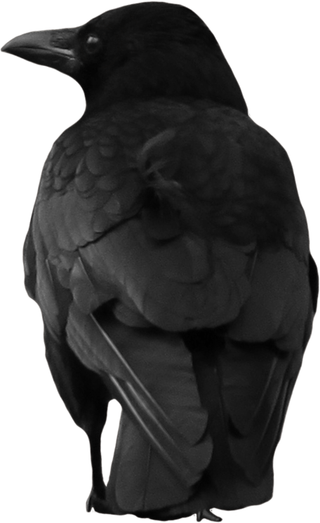 Crow Large Back