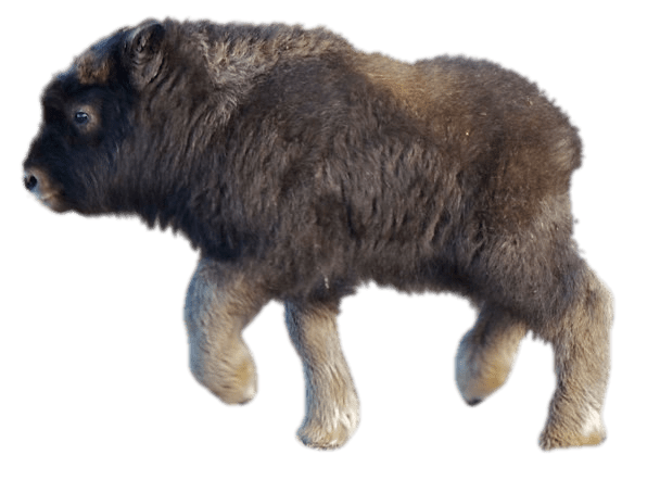 Baby Musk Ox