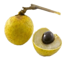 Bengal Lychee