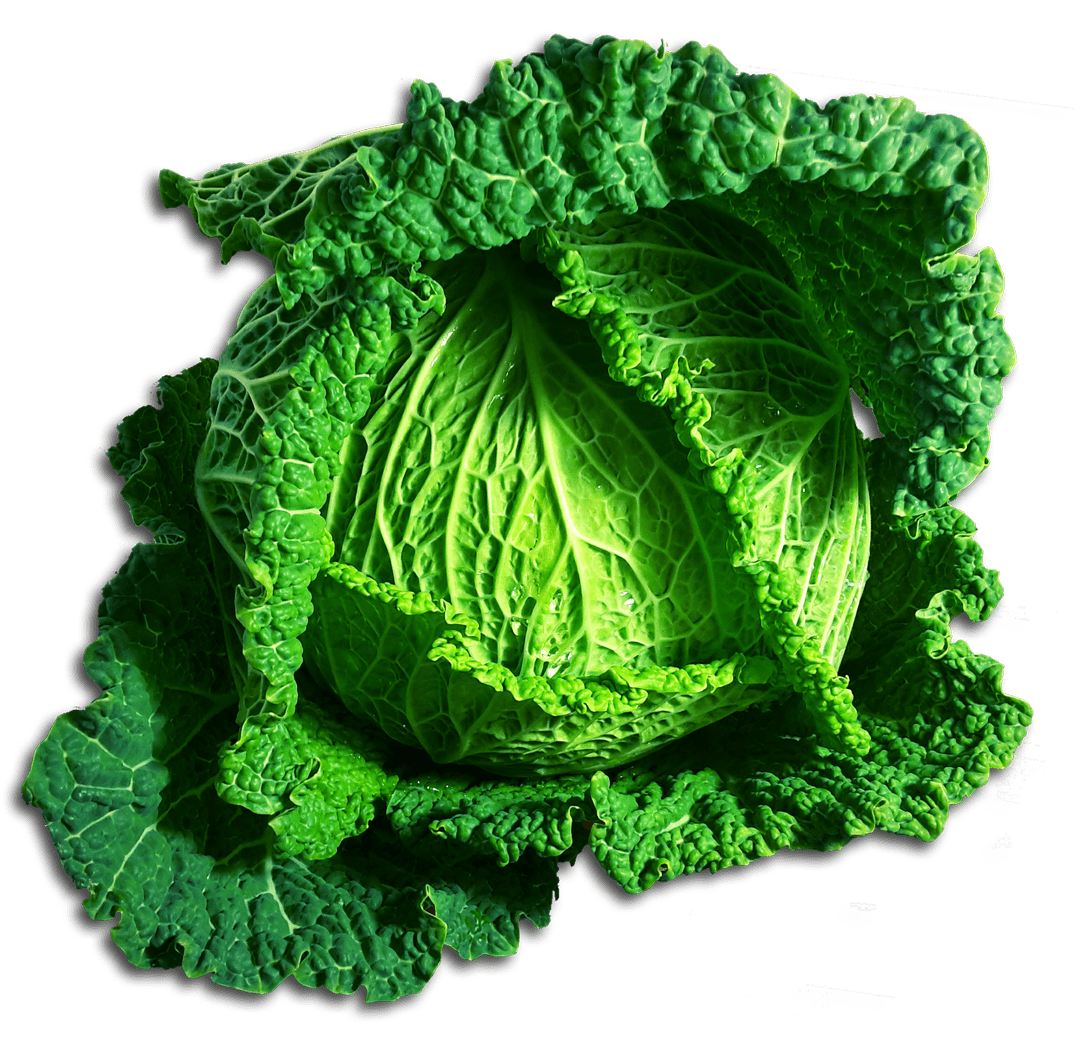 Green Cabbage