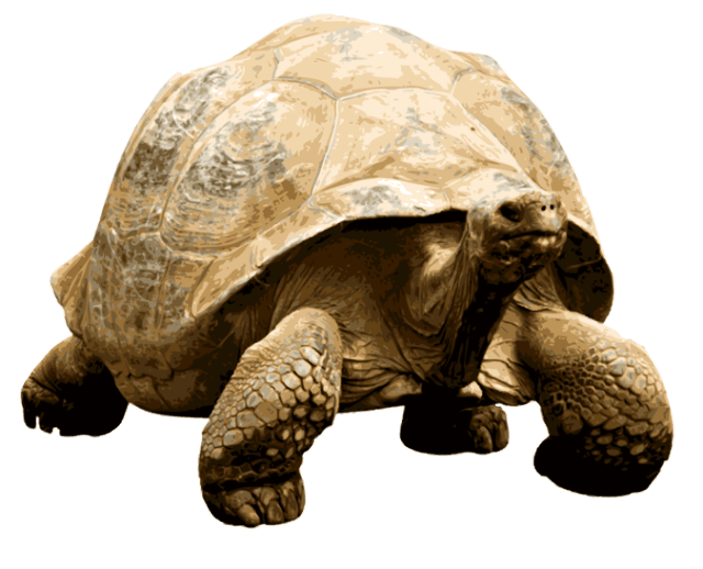 Giant Tortoise